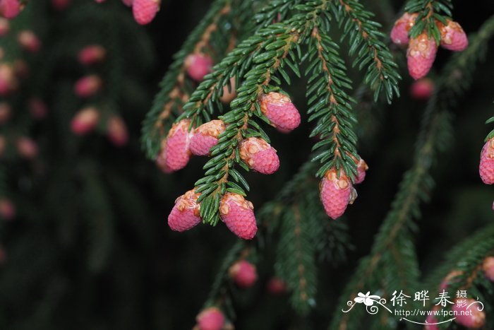 东方松Pinus orientalis