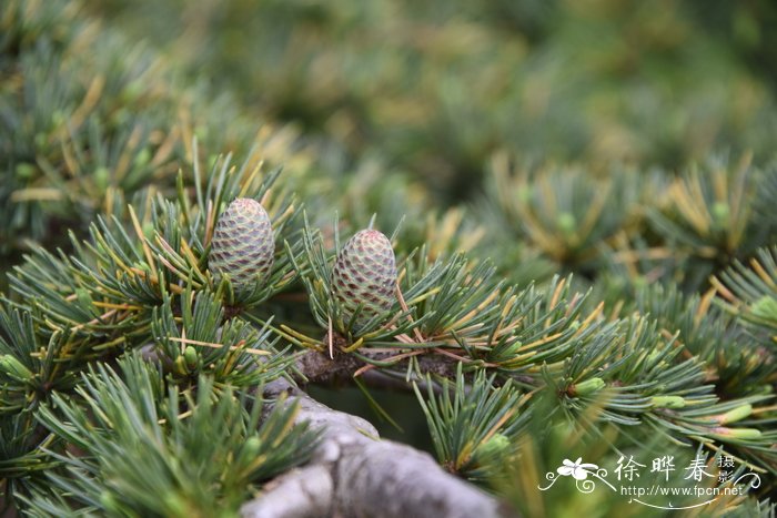 北非雪松Cedrus atlantica