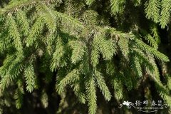 紫果云杉Picea purpurea