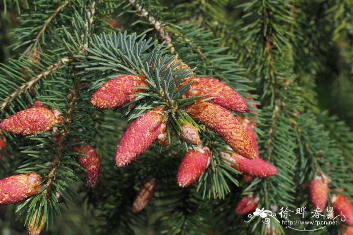 黄果云杉Picea likiangensis var. hirtella