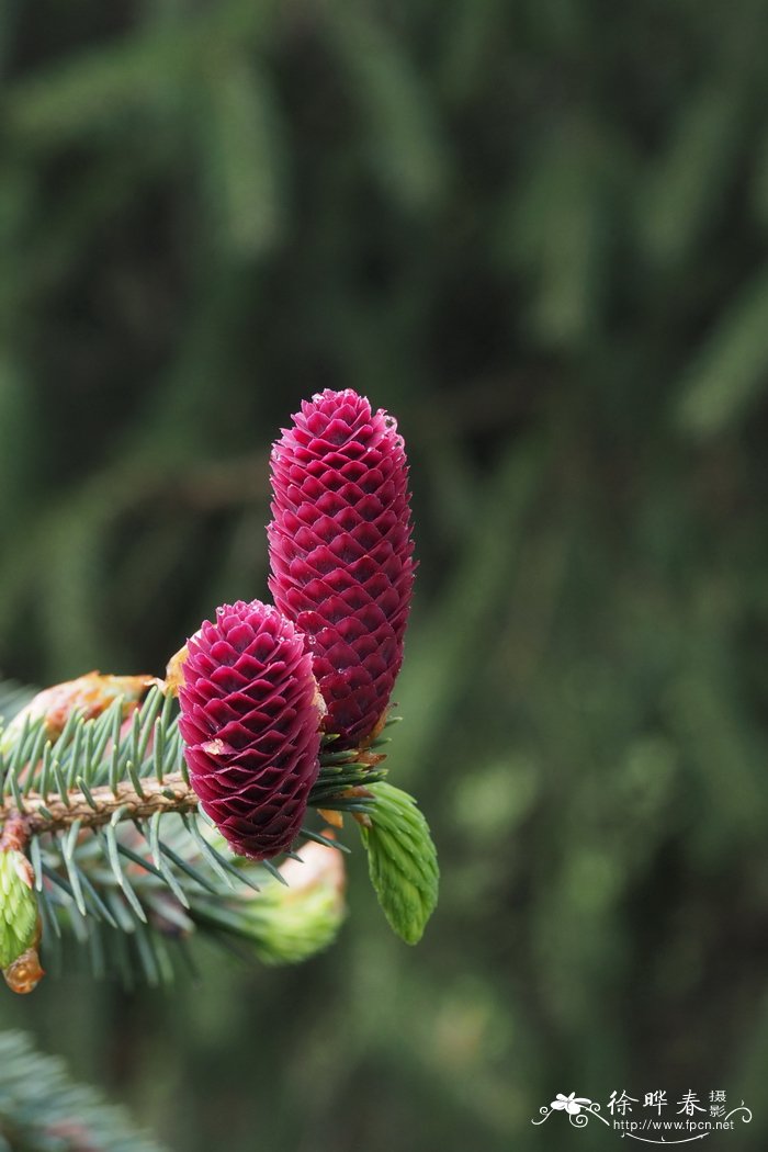 黄果云杉Picea likiangensis var. hirtella