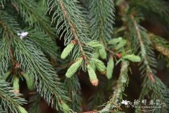 白云杉 Picea glauca