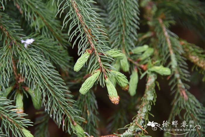 白云杉 Picea glauca