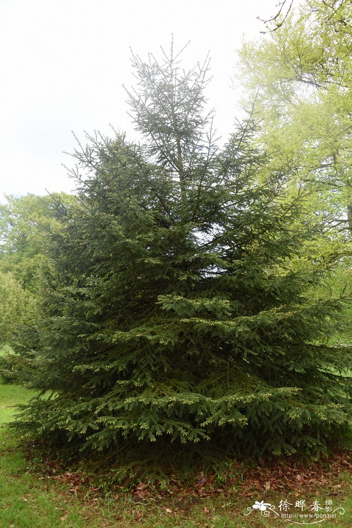 白云杉 Picea glauca