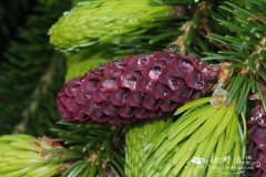 库页云杉 Picea glehnii