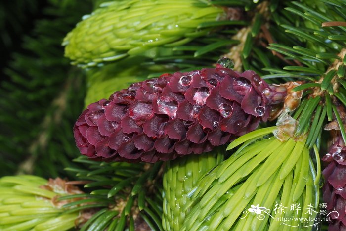 库页云杉 Picea glehnii