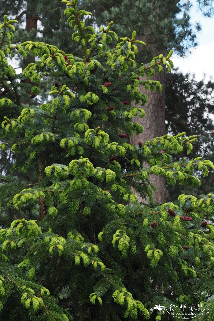 库页云杉 Picea glehnii
