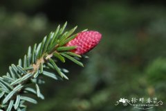 紫果云杉Picea purpurea