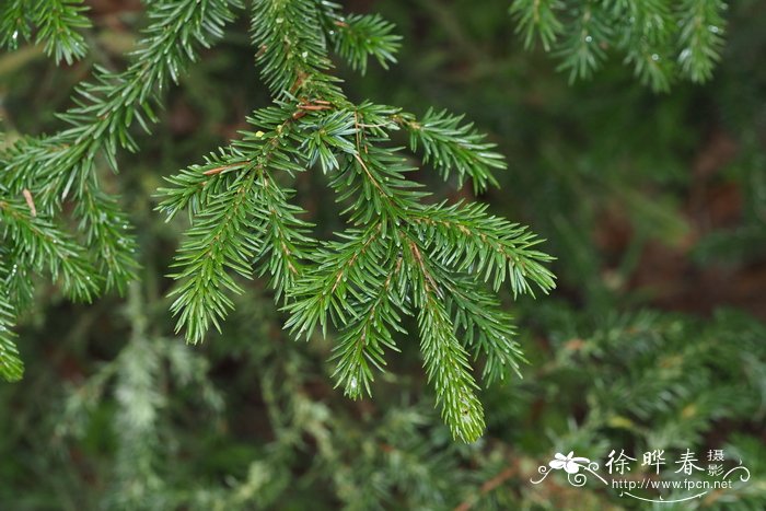 紫果云杉Picea purpurea