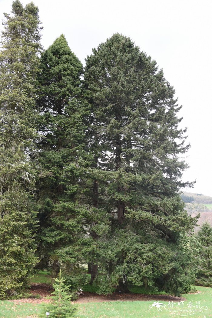紫果云杉picea purpurea