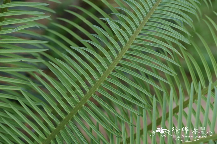 石山苏铁 Cycas miquelii