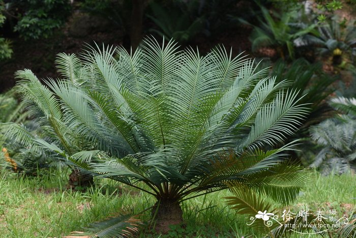 石山苏铁 Cycas miquelii