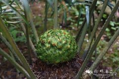 十万大山苏铁，宽叶苏铁Cycas shiwandashanica