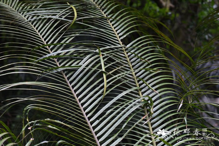 十万大山苏铁，宽叶苏铁Cycas shiwandashanica