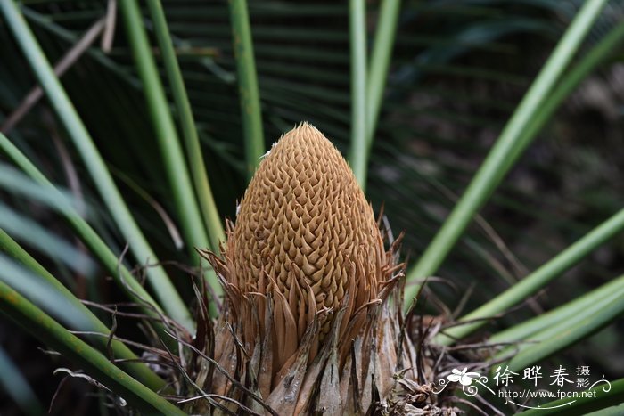 密林苏铁Cycas silvestris