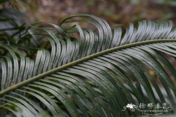 密林苏铁Cycas silvestris