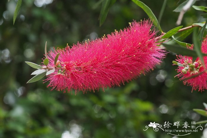 紫光红千层Callistemon 'Purple Splendour'