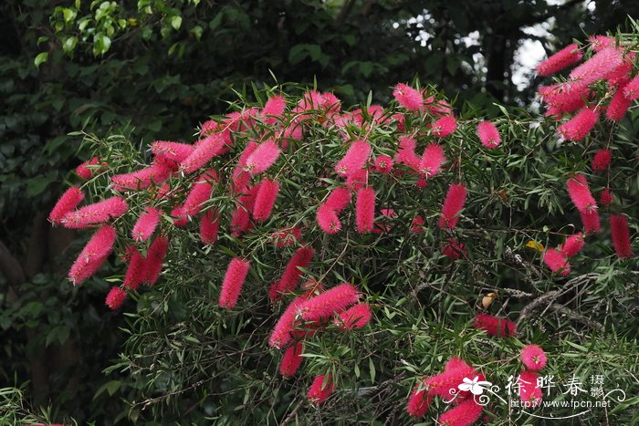 紫光红千层Callistemon 'Purple Splendour'