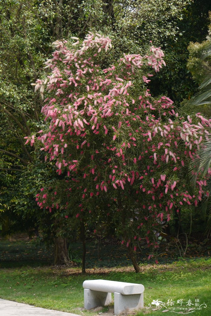 紫光红千层Callistemon 'Purple Splendour'