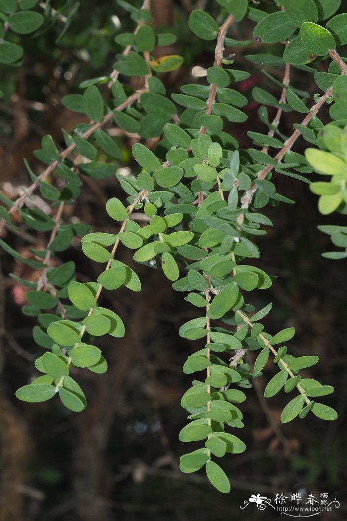 椭圆叶白千层Melaleuca elliptica