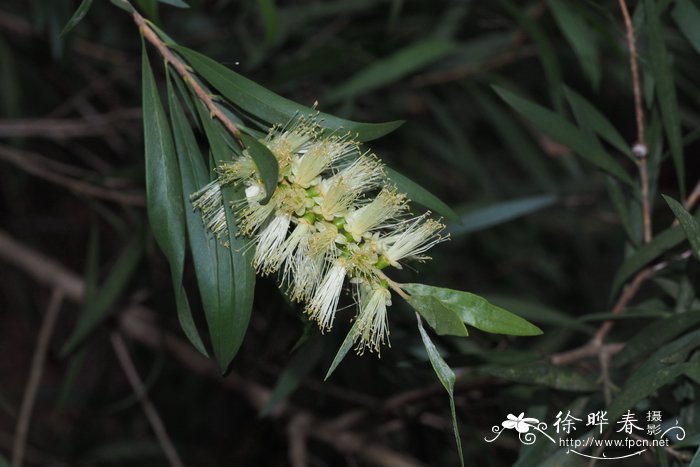 柳叶红千层Callistemon salignus