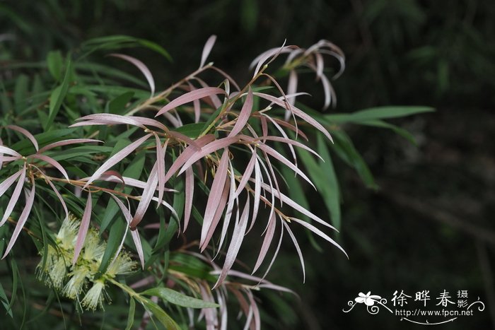 柳叶红千层Callistemon salignus