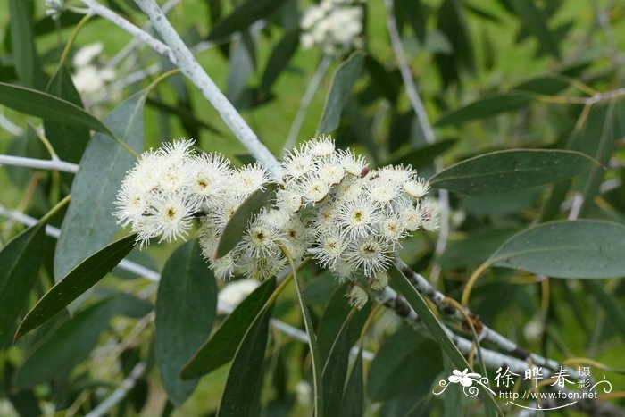 浆果桉Eucalyptus coccifera