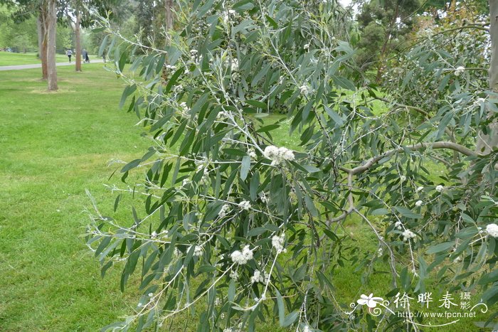 浆果桉Eucalyptus coccifera