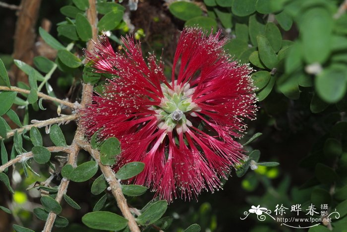 椭圆叶白千层Melaleuca elliptica