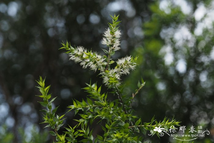 刺叶白千层，美丽白千层Melaleuca styphelioides