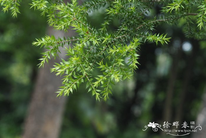 刺叶白千层，美丽白千层Melaleuca styphelioides