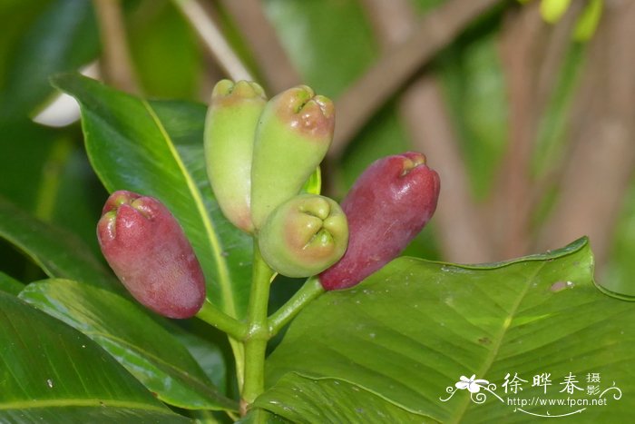 丁子香，丁香Syzygium aromaticum
