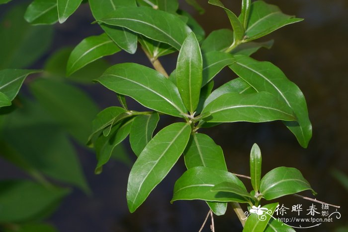 丁子香，丁香Syzygium aromaticum