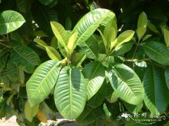 大叶丁香Syzygium caryophyllatum