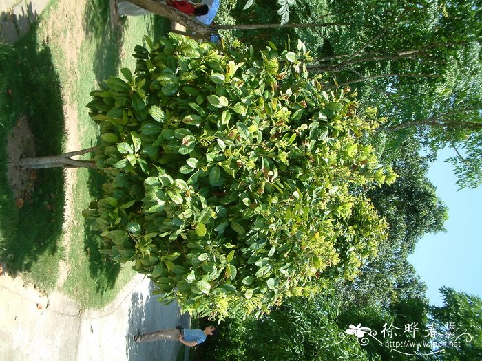 大叶丁香Syzygium caryophyllatum