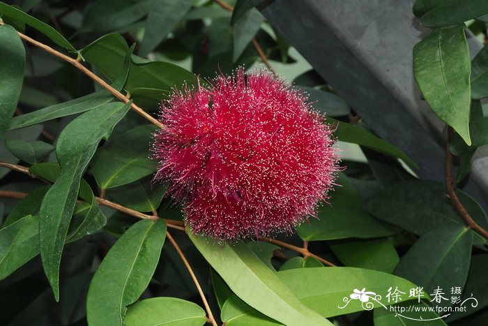 威尔逊蒲桃Syzygium wilsonii