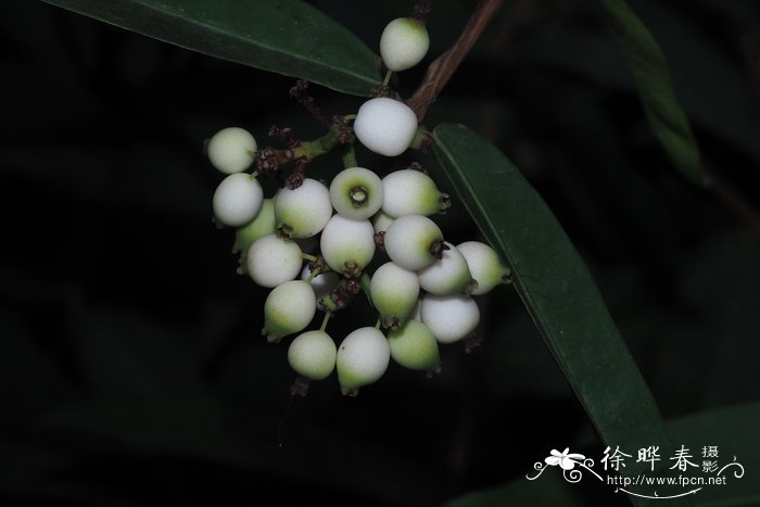 威尔逊蒲桃Syzygium wilsonii