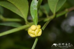 长裂藤黄Garcinia lancilimba
