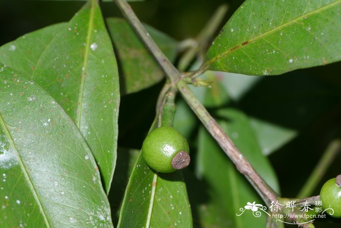 长裂藤黄Garcinia lancilimba