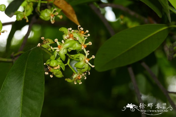 油山竹 Garcinia tonkinensis