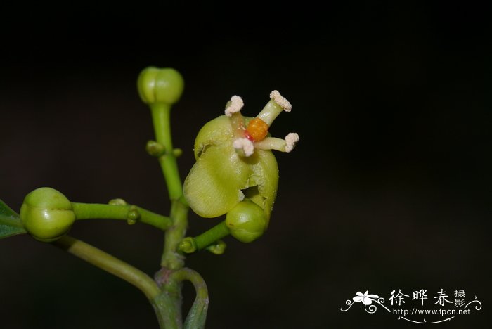 油山竹 Garcinia tonkinensis