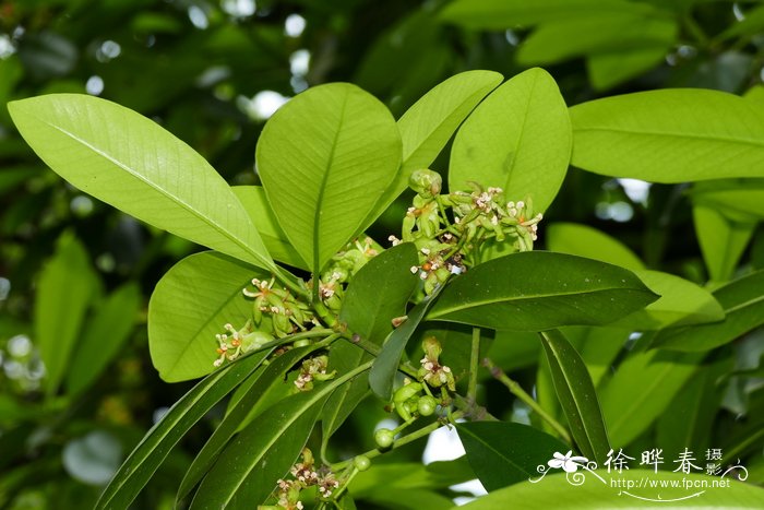 油山竹 Garcinia tonkinensis