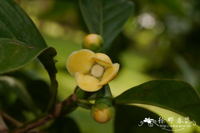 版纳藤黄Garcinia xishuanbannaensis