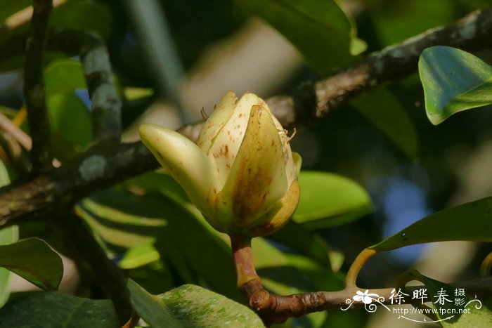 猪油果Pentadesma butyracea