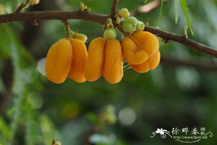 蕨叶罗望子，齿叶肉蜜莓Sarcotoechia serrata