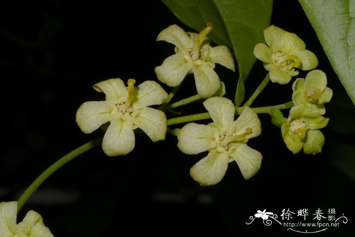 垂枝假山萝Harpullia pendula