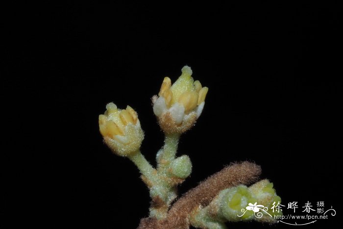 蕨叶罗望子，齿叶肉蜜莓Sarcotoechia serrata