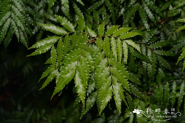 蕨叶罗望子，齿叶肉蜜莓Sarcotoechia serrata