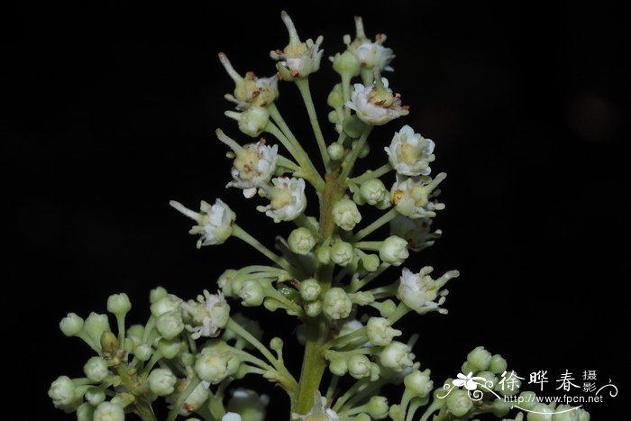 细子龙Amesiodendron chinense