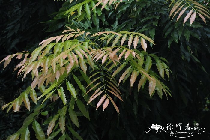 细子龙Amesiodendron chinense